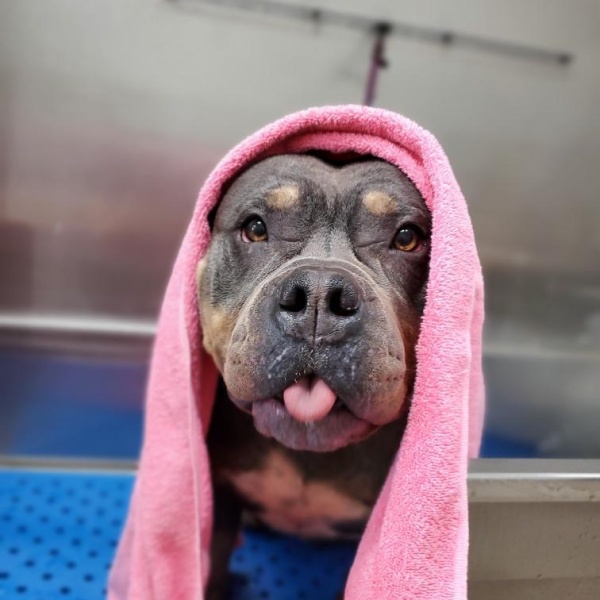 A dog with a pink towel on its head, sticking its tongue out A dog with a pink towel on its head, sticking its tongue out