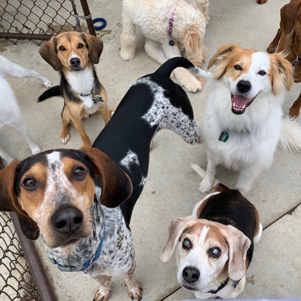 A group of diverse happy dogs looking up at the camera A group of diverse happy dogs looking up at the camera