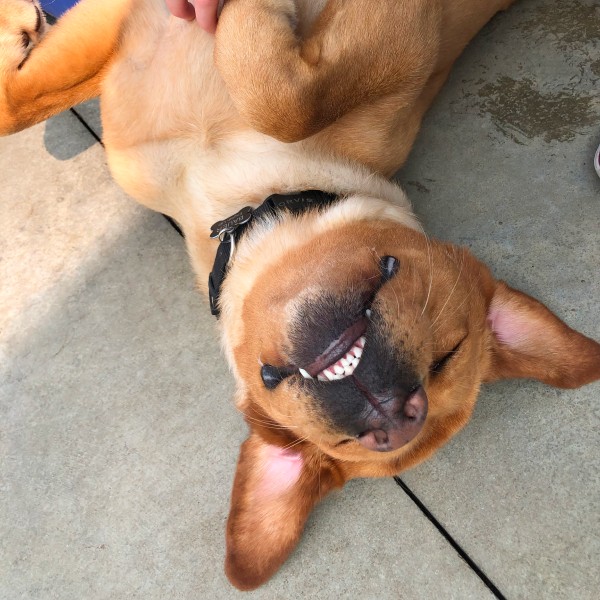 A happy, tan dog lies on its back with a big smile A happy, tan dog lies on its back with a big smile