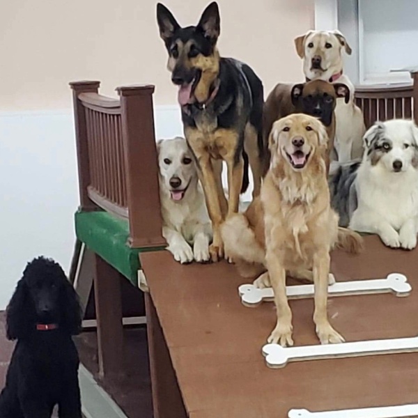 A large group of various happy dogs on an indoor play structure A large group of various happy dogs on an indoor play structure