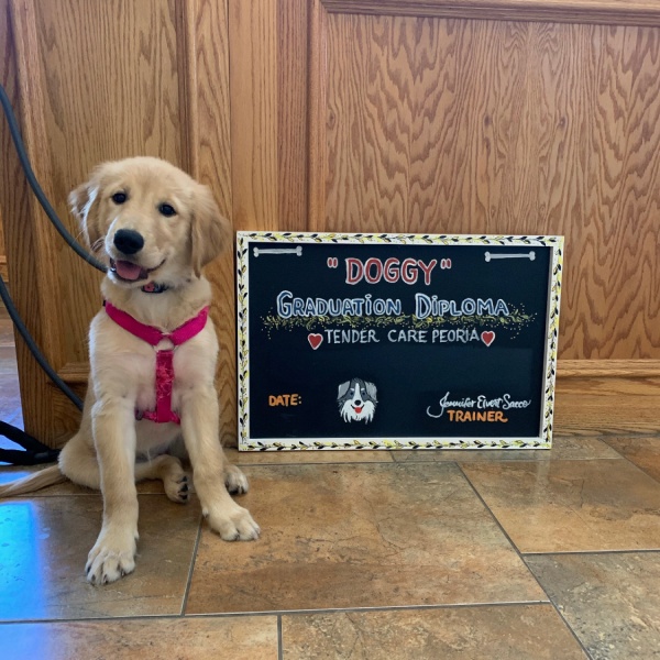 Adorable golden retriever puppy with a Doggy Graduation Diploma. Adorable golden retriever puppy with a Doggy Graduation Diploma.