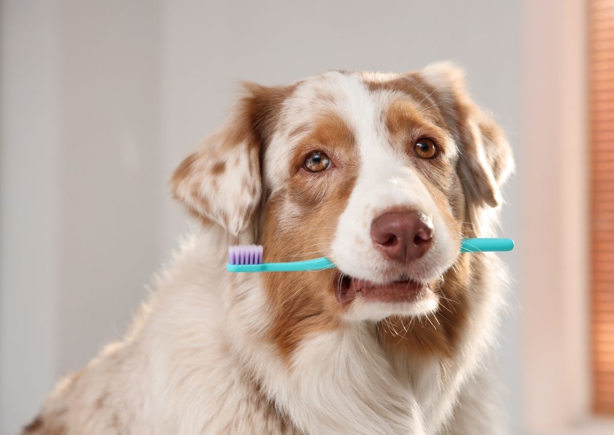 Cat having teeth brushed