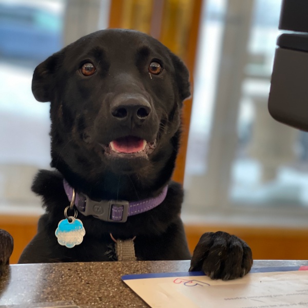 Black dog with purple collar looking over a counter Black dog with purple collar looking over a counter