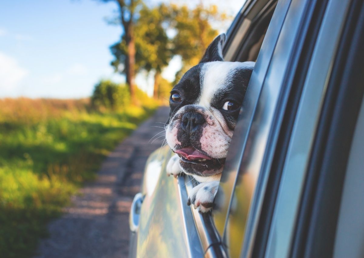Boston terrier pokes head out window. Shih Tzu veterinary visit
