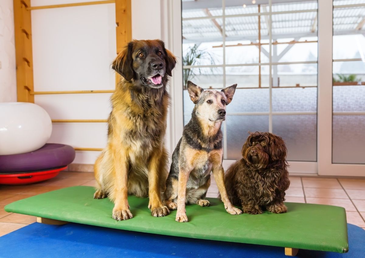 Canine hydrotherapy balance board Canine hydrotherapy balance board
