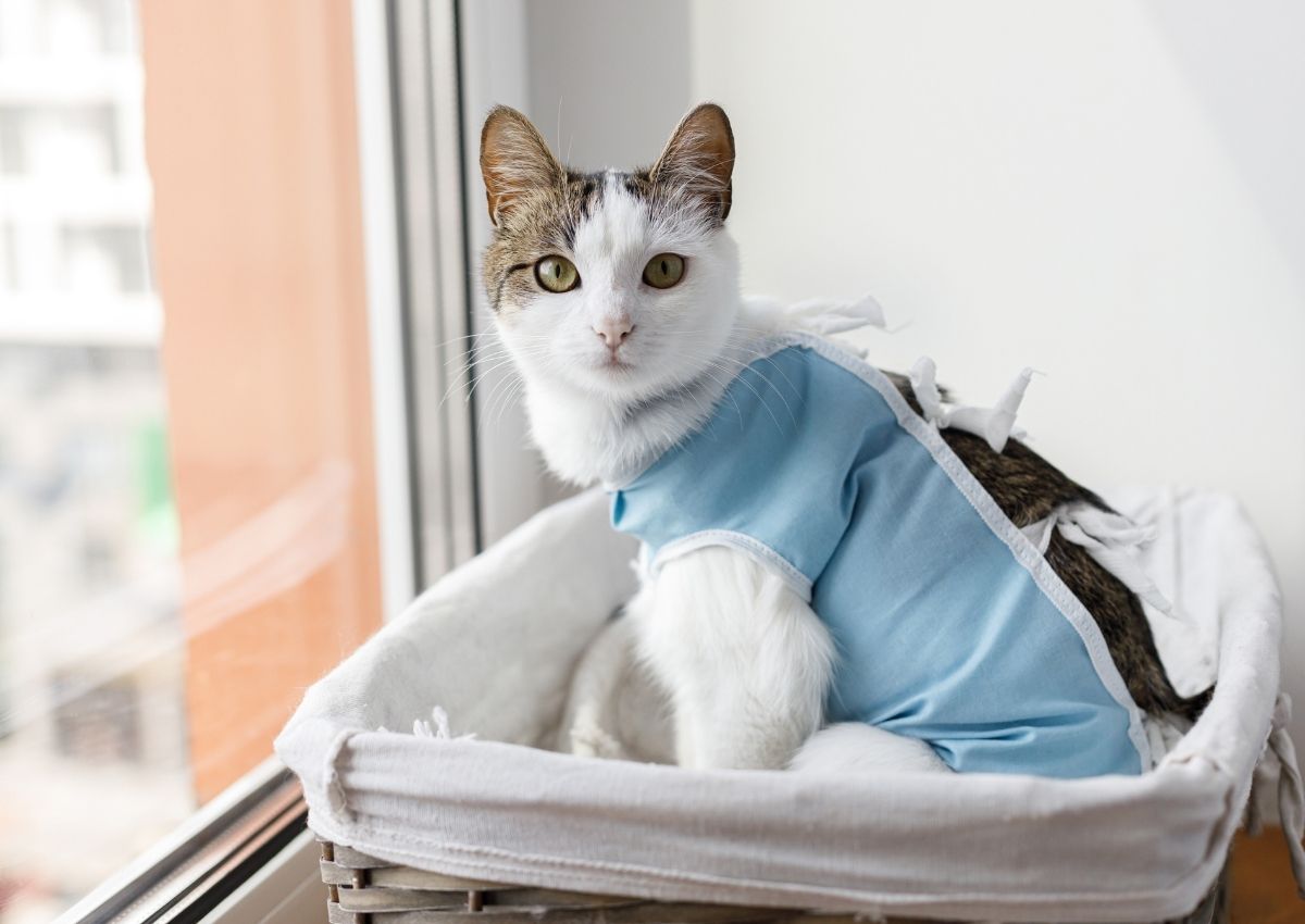 Cat wears post-surgery garment. Cat wears post-surgery garment.