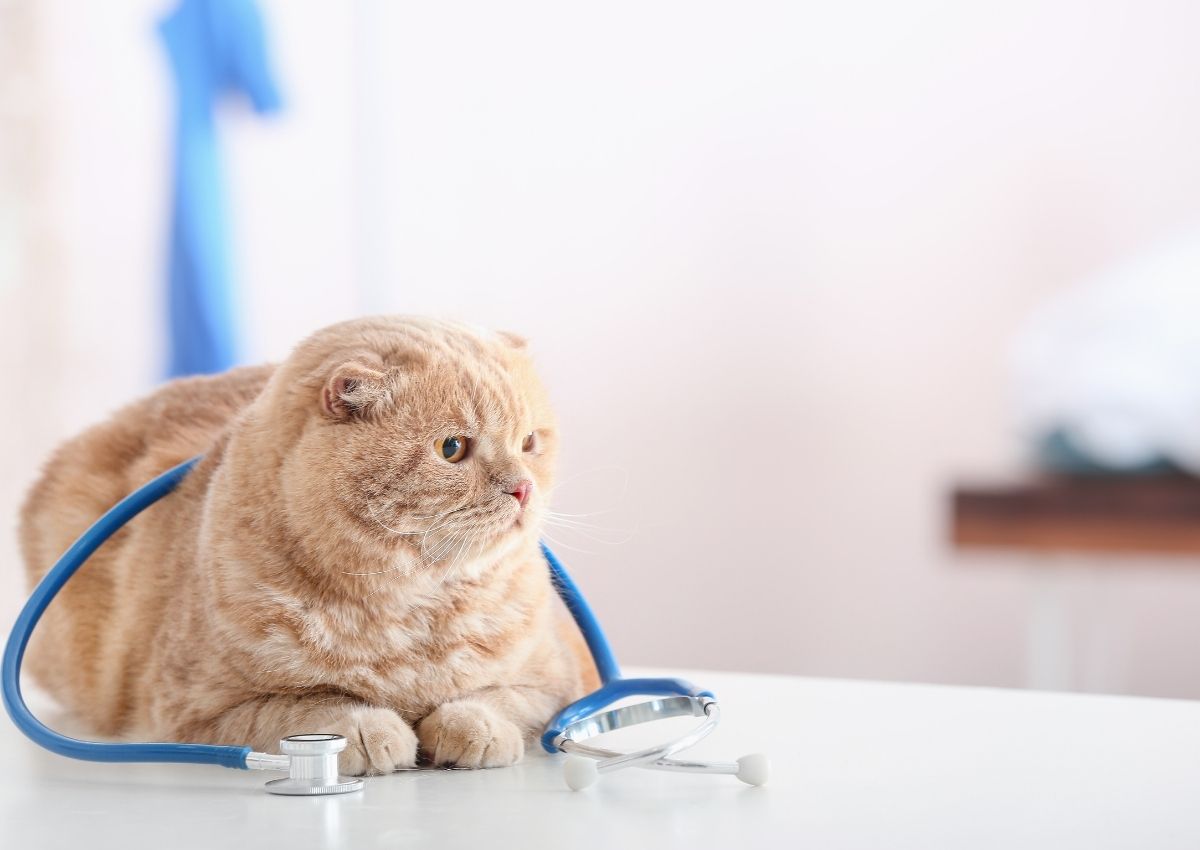 Cat with stethoscope at veterinary Cat with stethoscope at veterinary