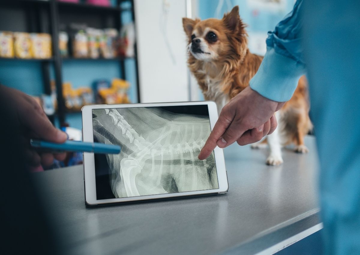 Video Overlay dog laying in grass