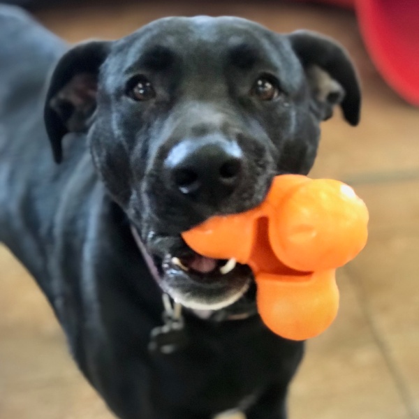 Close-up of a black dog holding an orange bone toy. Close-up of a black dog holding an orange bone toy.