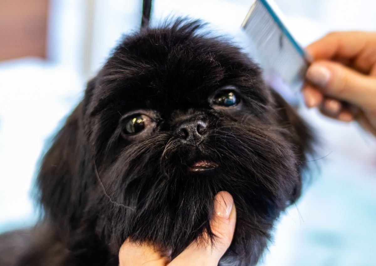 Cute black dog with grooming hand Cute black dog with grooming hand