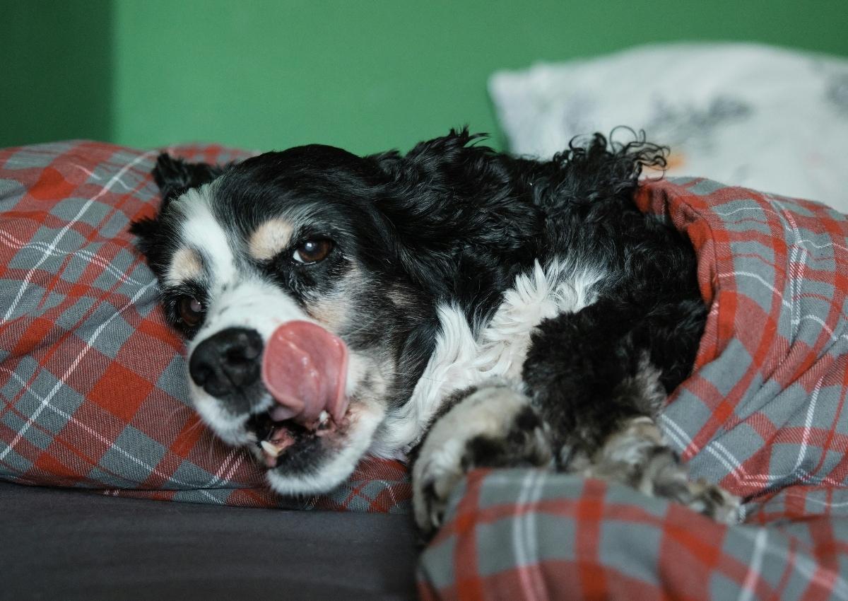 Dog licking nose in blanket Human grooming long-haired cat