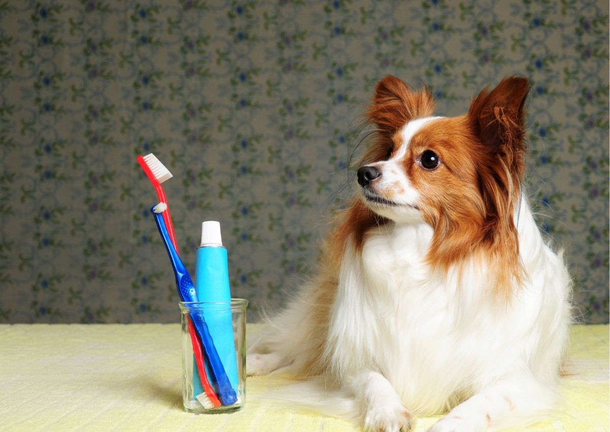 Dog gets teeth brushed.