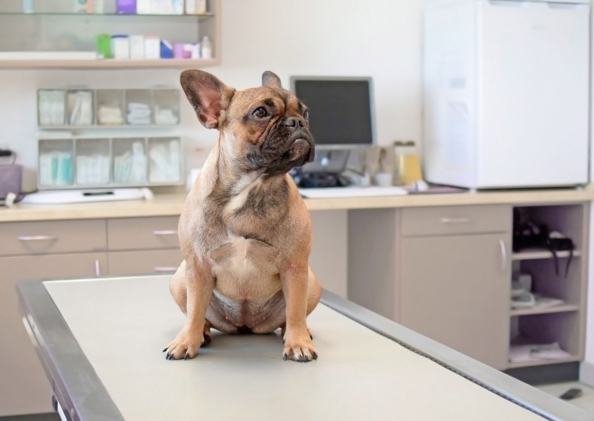 Dog sitting on examination table. Cat with stethoscope at veterinary