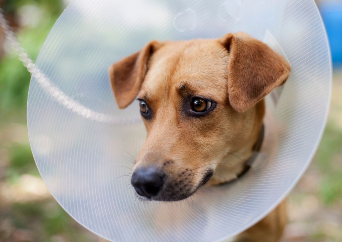 Dog wearing Elizabethan collar. Dog wearing Elizabethan collar.