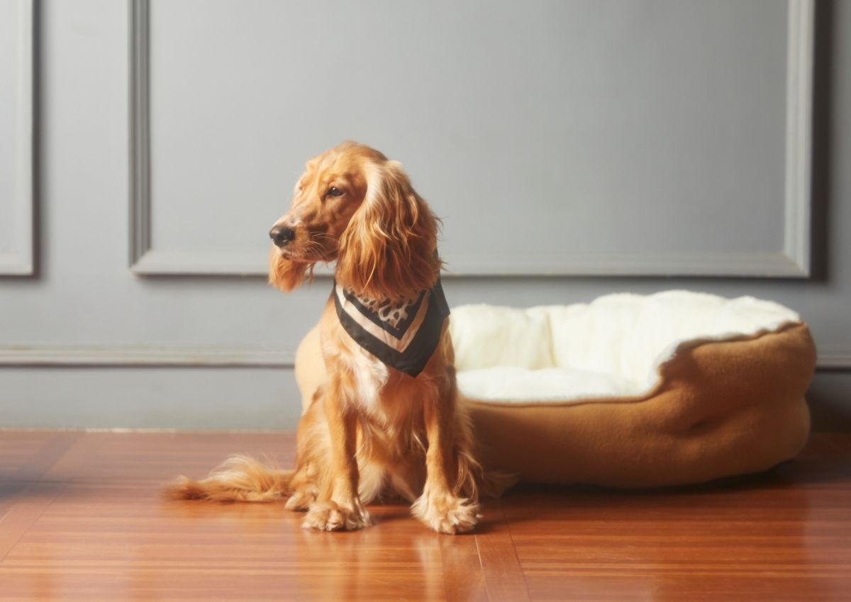 Dog wearing bandana by pet bed. Cat with stethoscope at veterinary