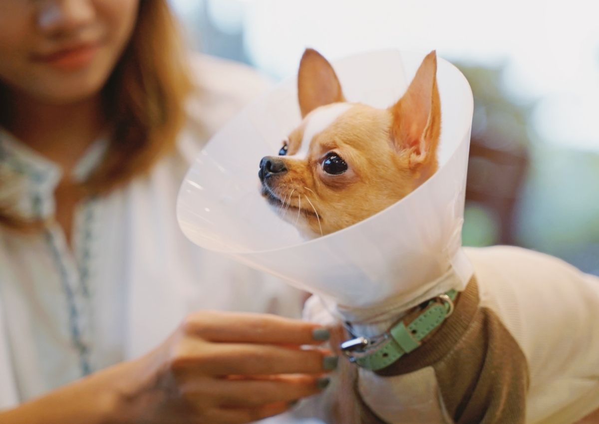 Video Overlay dog laying in grass