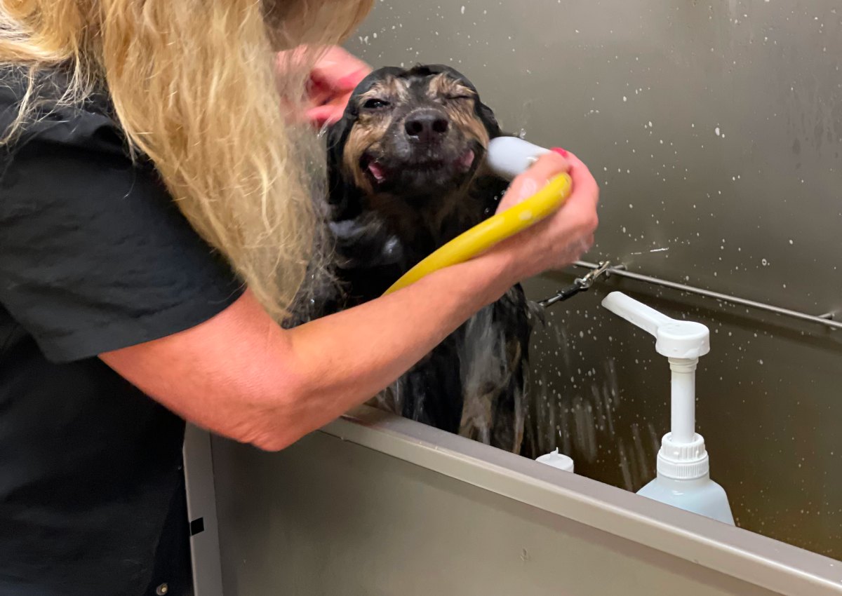 Dog winks during grooming session. Dog winks during grooming session.