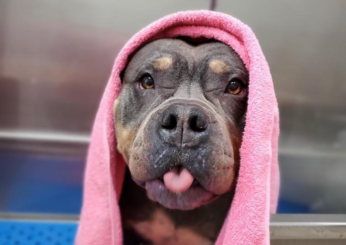 Video Overlay dog laying in grass