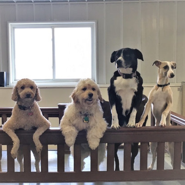 Four happy dogs posing on an indoor play structure. Four happy dogs posing on an indoor play structure.