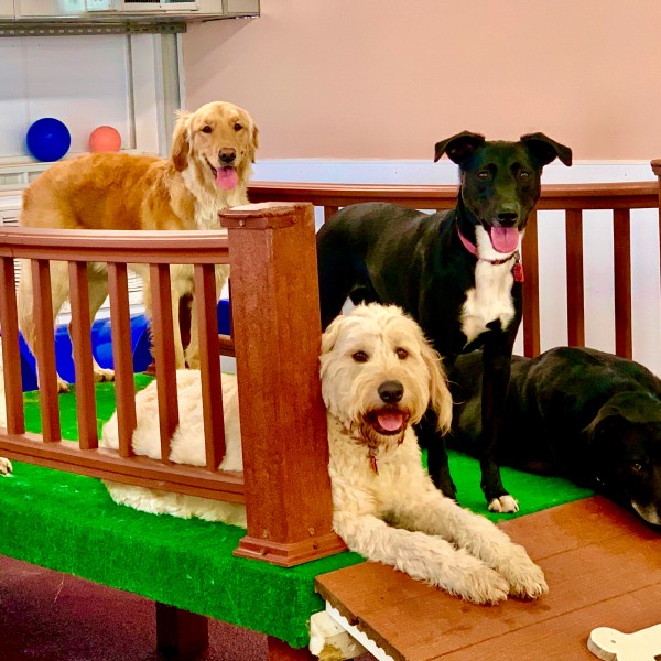 Four happy dogs posing on an indoor play wood Four happy dogs posing on an indoor play wood