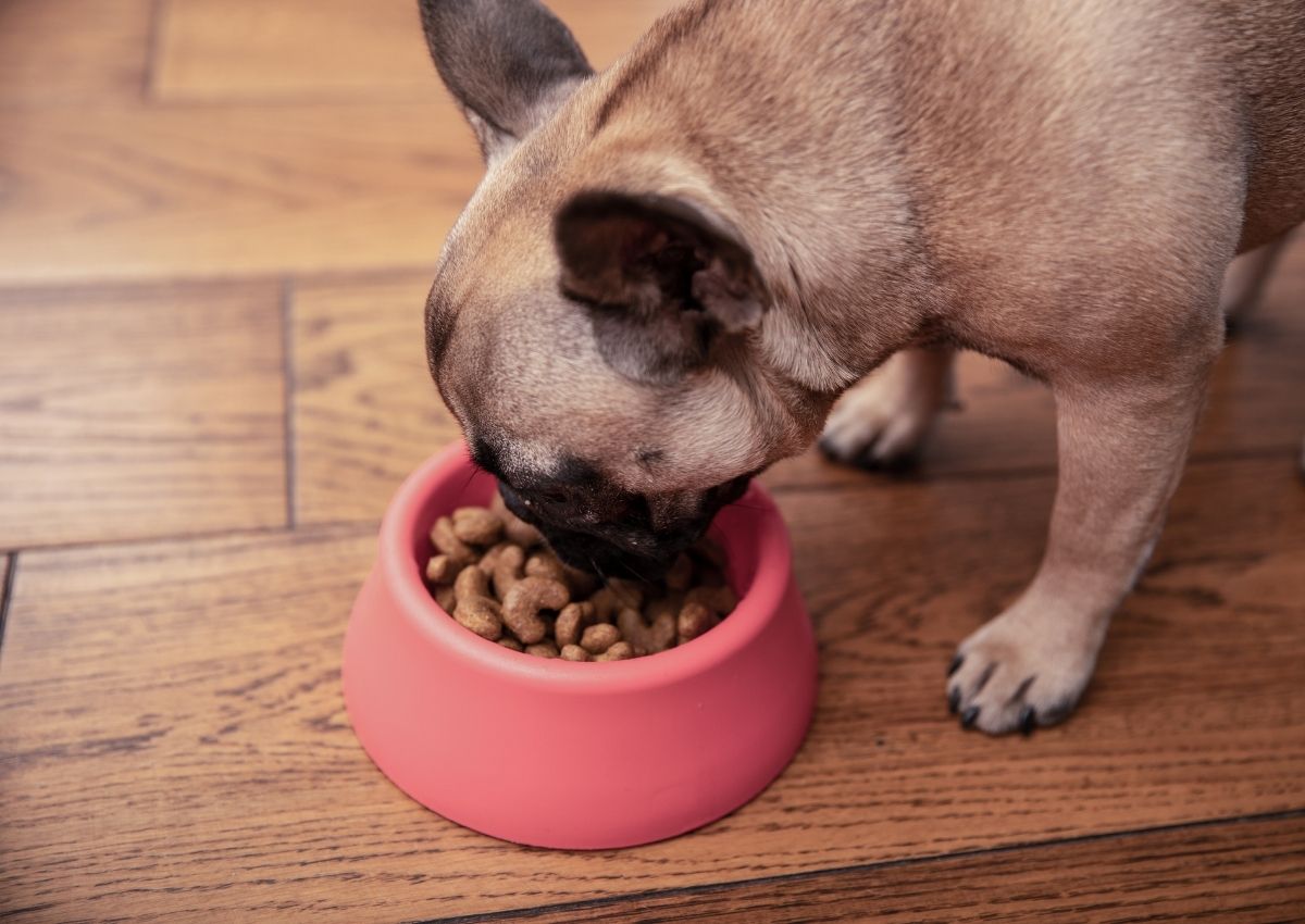 French bulldog eating from pink bowl. White Swiss Shepherd dog portrait