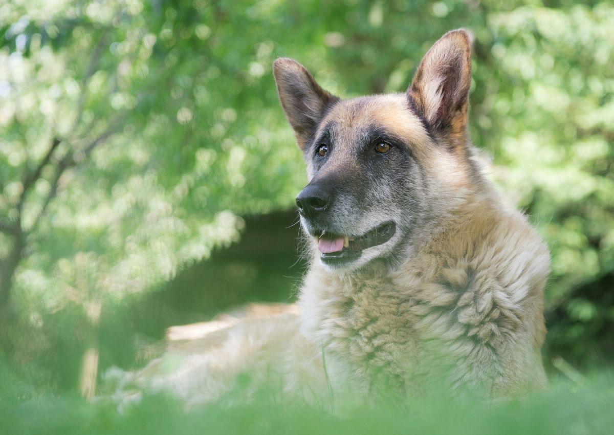Cute black dog with grooming hand