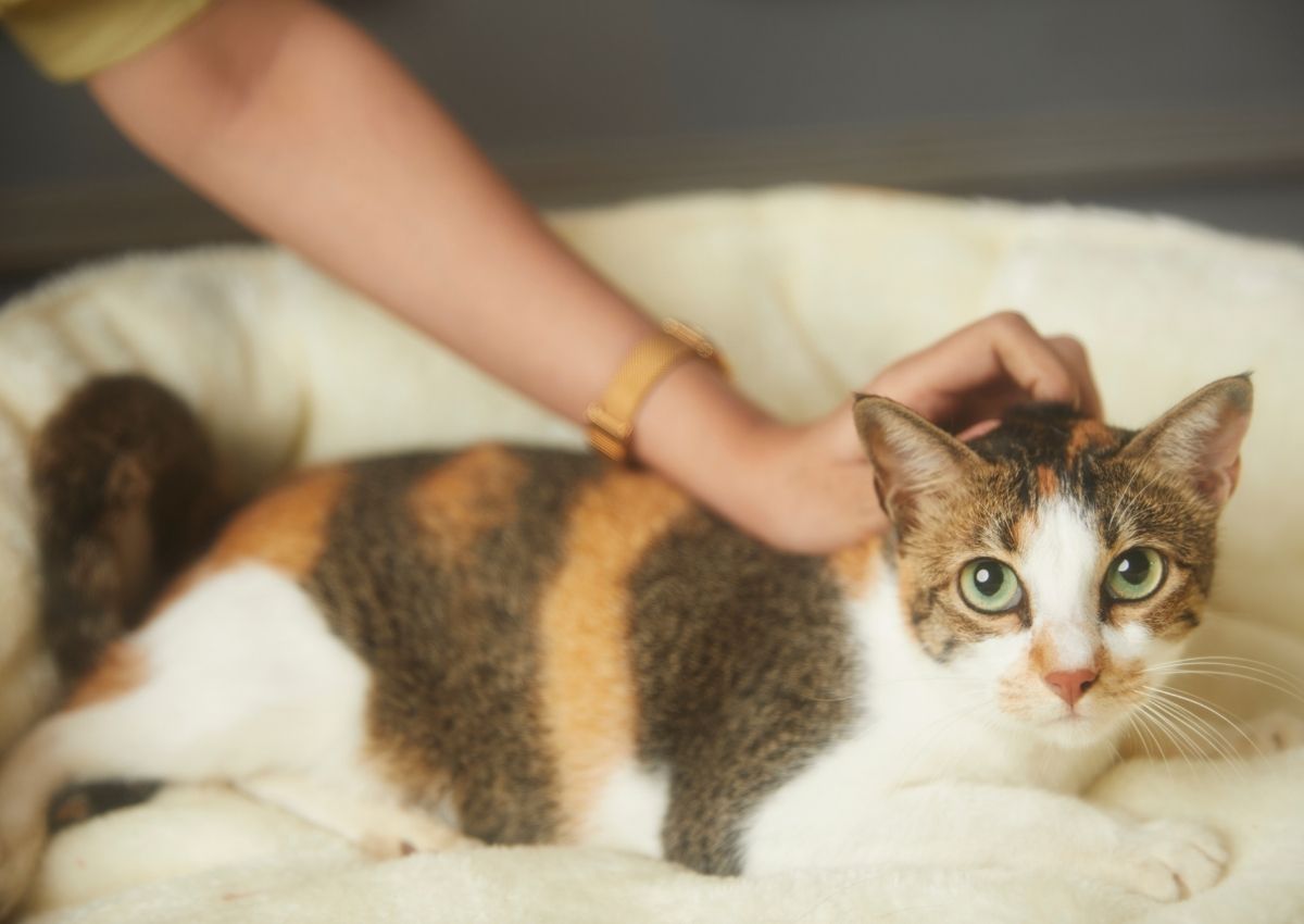 Girl petting a cat