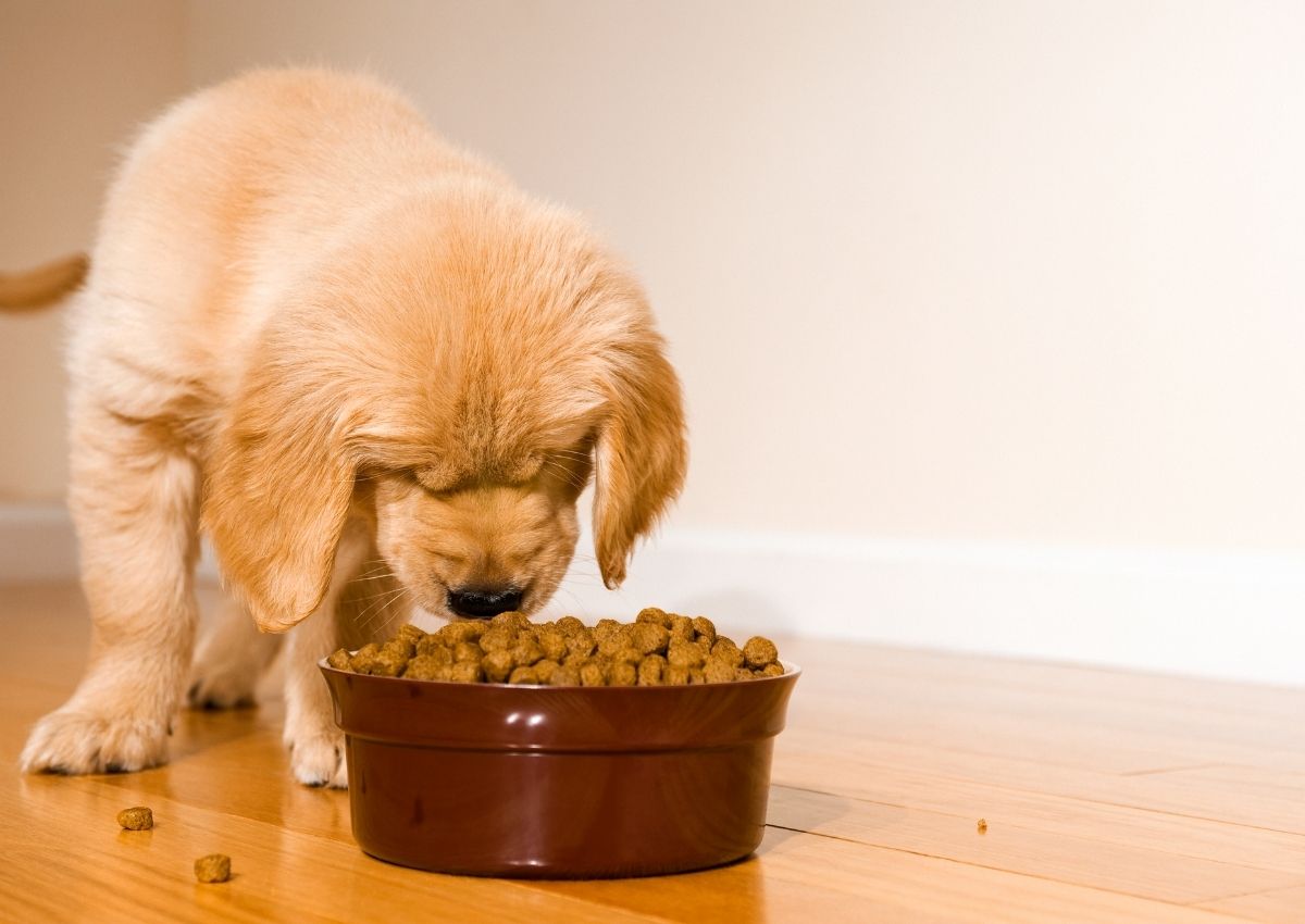 Golden retriever puppy eating food White Swiss Shepherd dog portrait