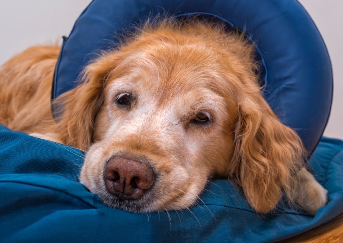 Golden retriever resting with blue cone. Golden retriever resting with blue cone.
