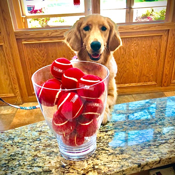 Golden retriever sits behind a vase full of red tennis balls Golden retriever sits behind a vase full of red tennis balls