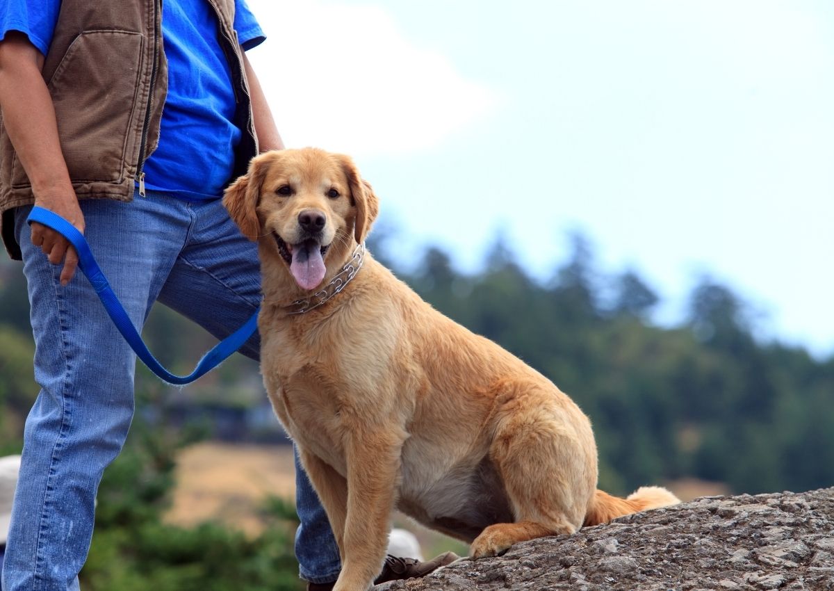 Golden retriever with handler outdoors