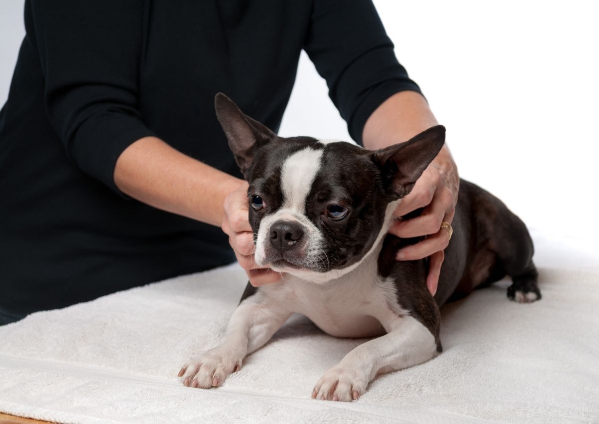 Video Overlay dog laying in grass