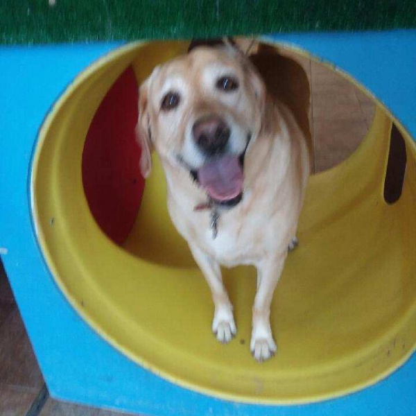 Happy yellow Labrador retriever peeking out of a colorful tunnel Happy yellow Labrador retriever peeking out of a colorful tunnel
