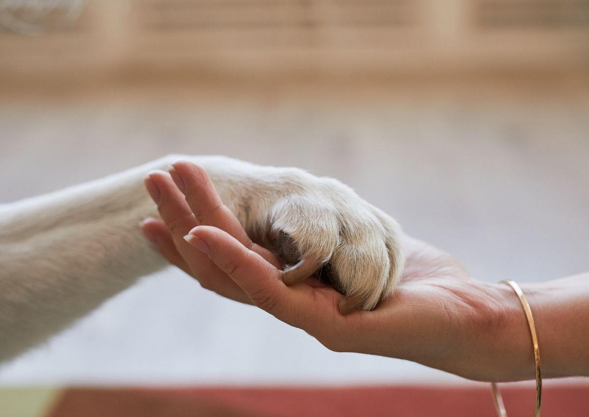 Human and dog paw touching Dog winks during grooming session.