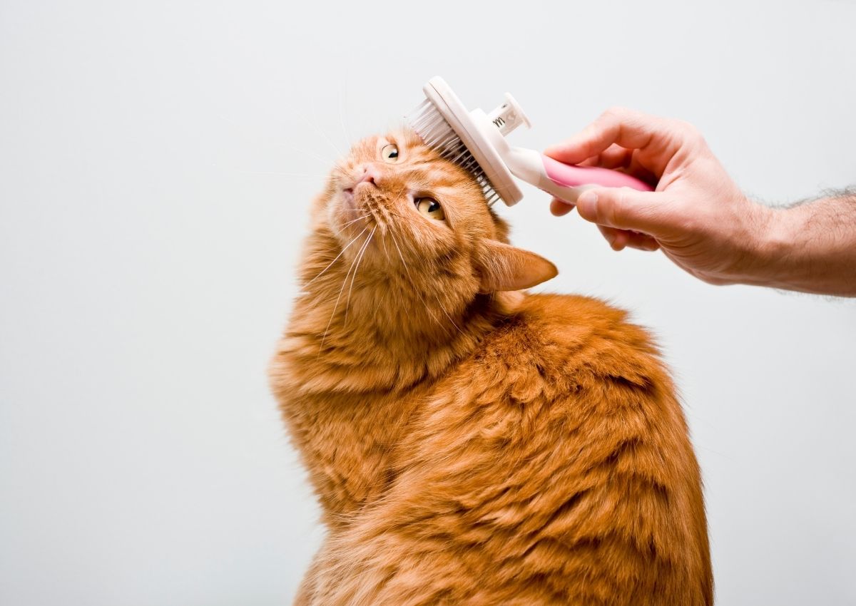 Human grooming long-haired cat Human grooming long-haired cat