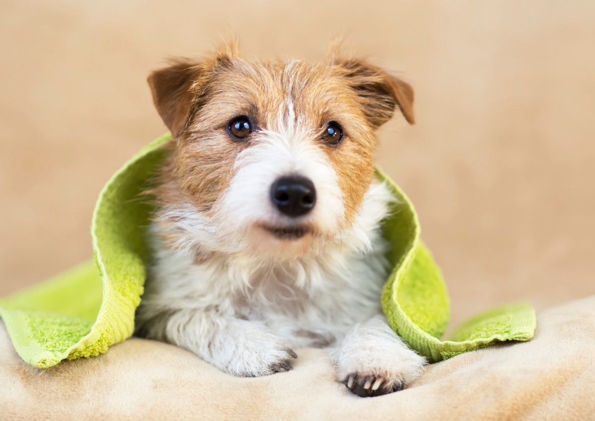 Jack Russell Terrier with towel Jack Russell Terrier with towel
