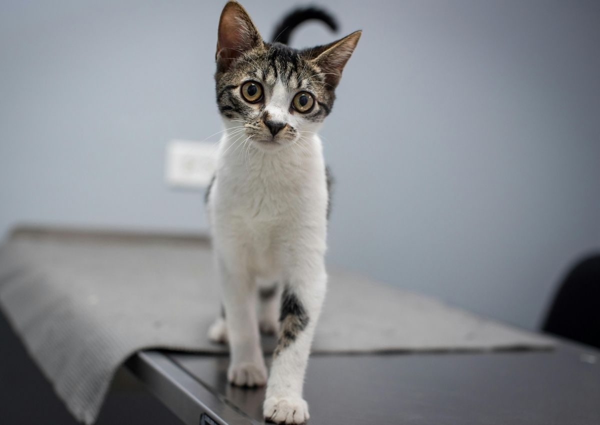 Kitten standing, gazing at the viewer Chihuahua and veterinary doctor with X-ray.