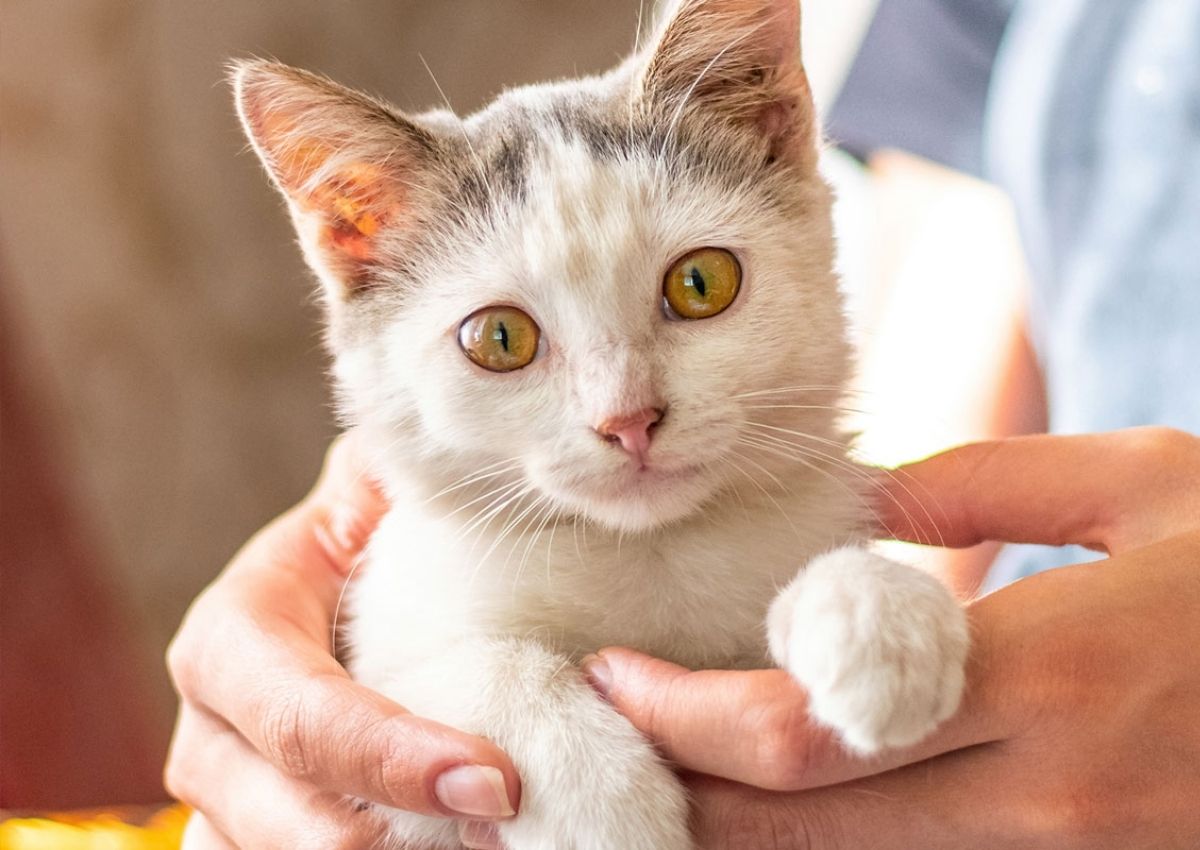 Person holding cute kitten. Scottish Fold cat, veterinarian's office