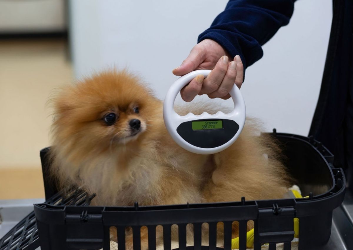 Video Overlay dog laying in grass