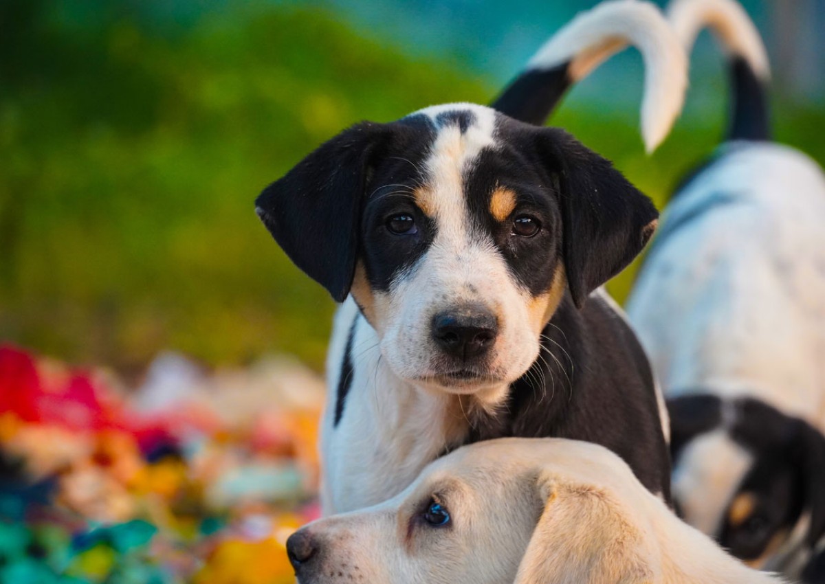 Video Overlay dog laying in grass