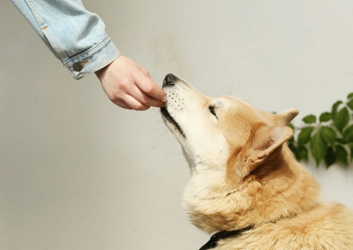 Shiba Inu receiving hand-delivered snack. Small, light-orange kitten portrait.