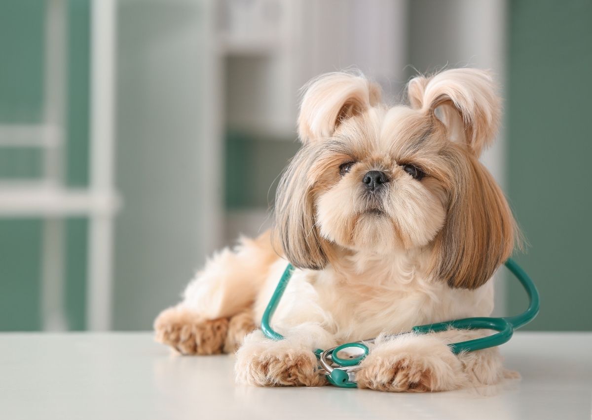 Shih Tzu veterinary visit Shih Tzu veterinary visit