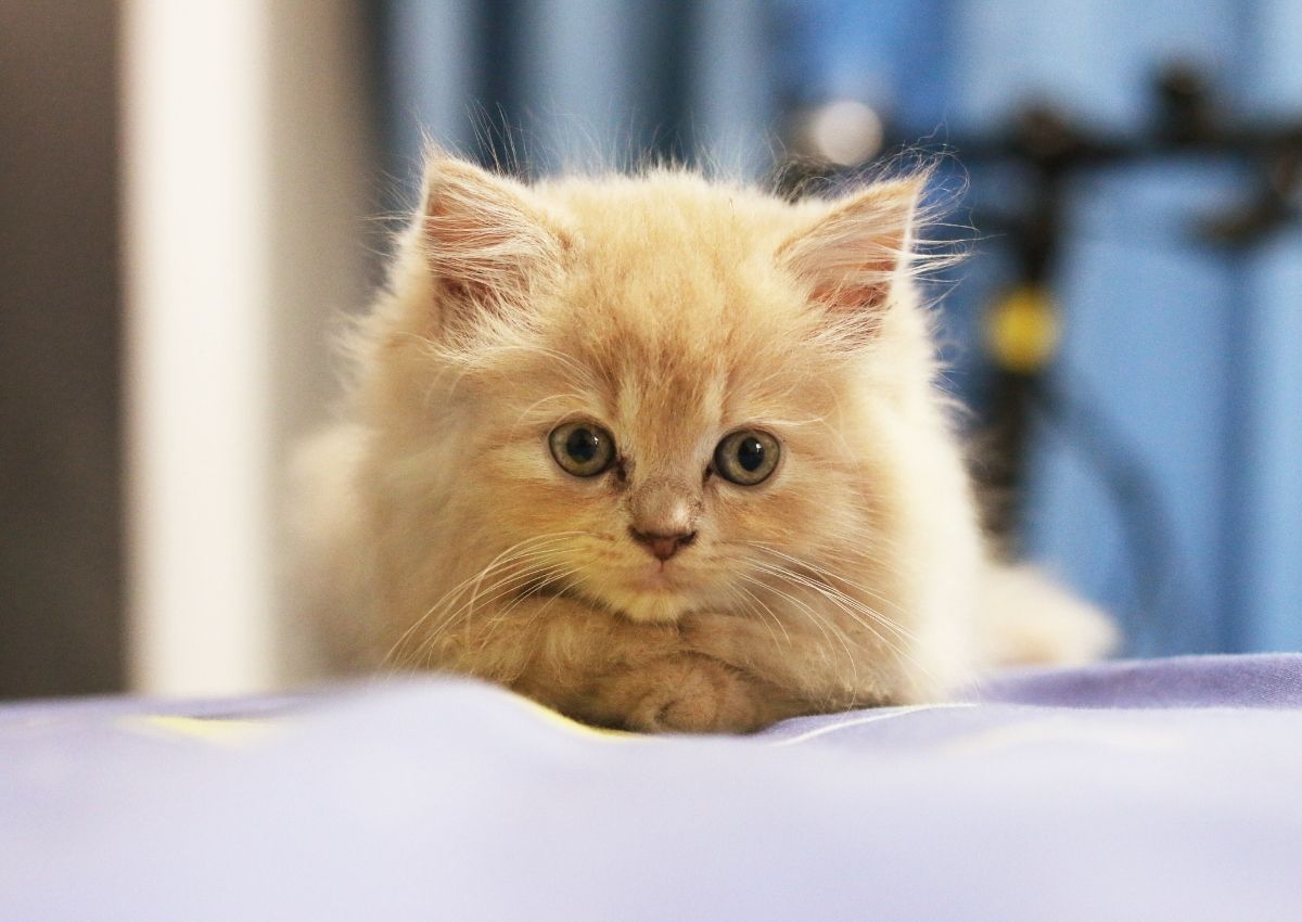 Small, light-orange kitten portrait. Small, light-orange kitten portrait.