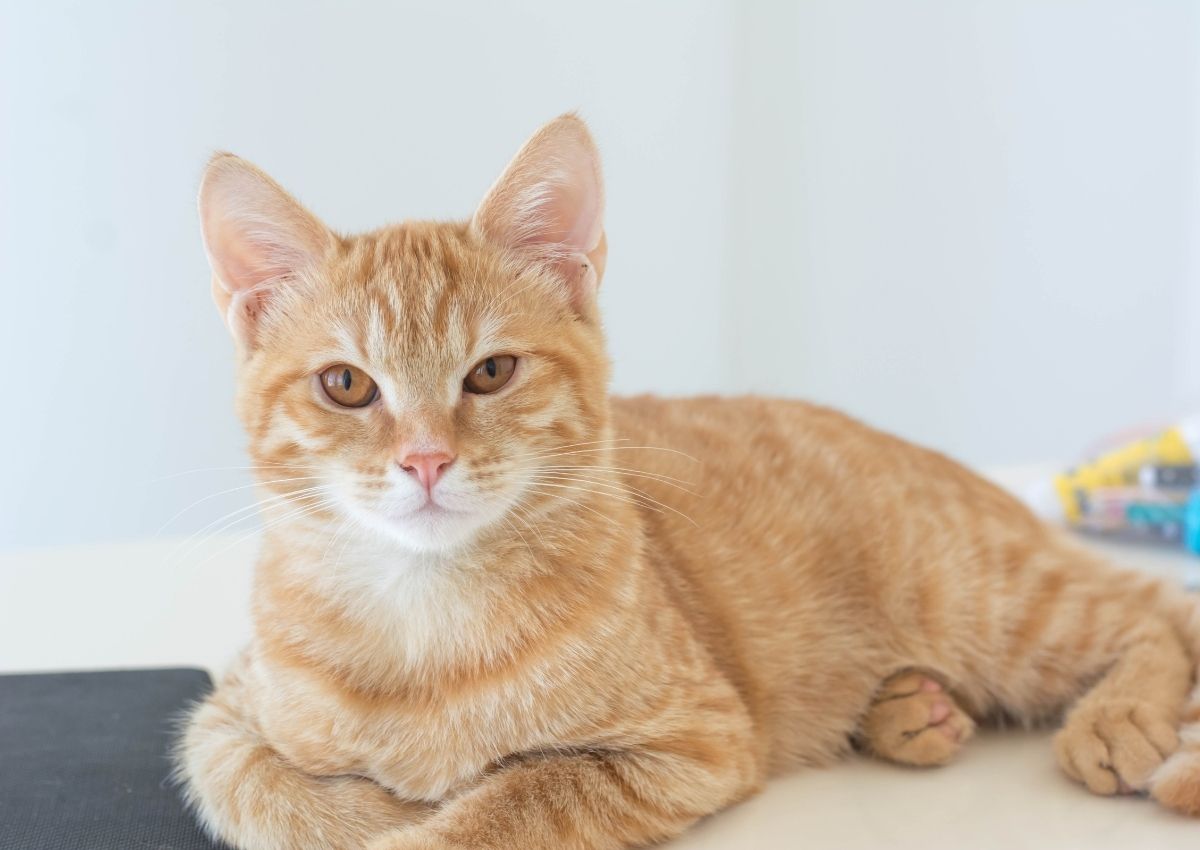 Tabby cat with crossed paws Tabby cat with crossed paws