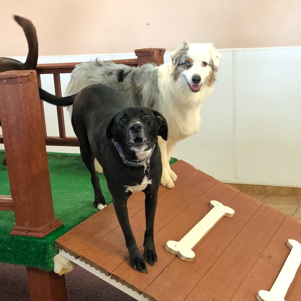 Two happy dogs, black and merle, standing on a play ramp. Two happy dogs, black and merle, standing on a play ramp.