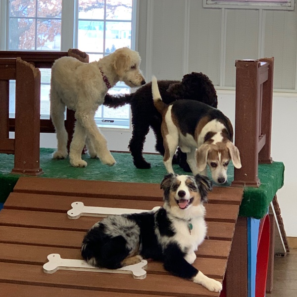 Various dogs playing on an indoor agility course with ramps Various dogs playing on an indoor agility course with ramps