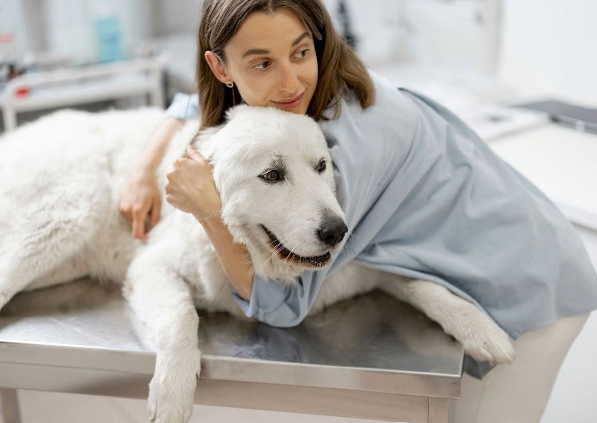 Veterinarian consoles large white dog. Golden retriever resting with blue cone.