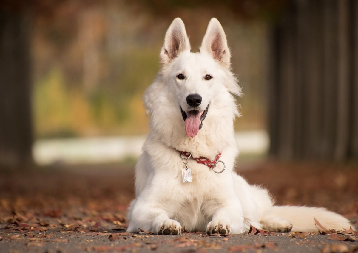 Video Overlay dog laying in grass