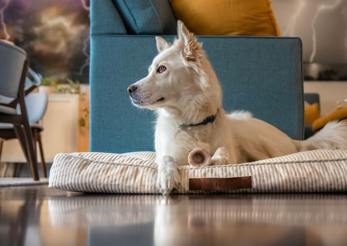 White dog relaxes on dogbed. Ginger cat with bandaged leg.
