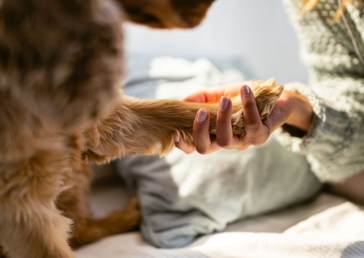Woman holding dog's paw tenderly. Jack Russell Terrier with towel